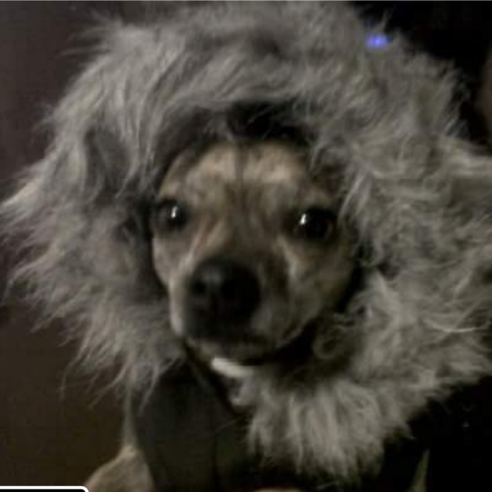 Meet your Posher, Brandy